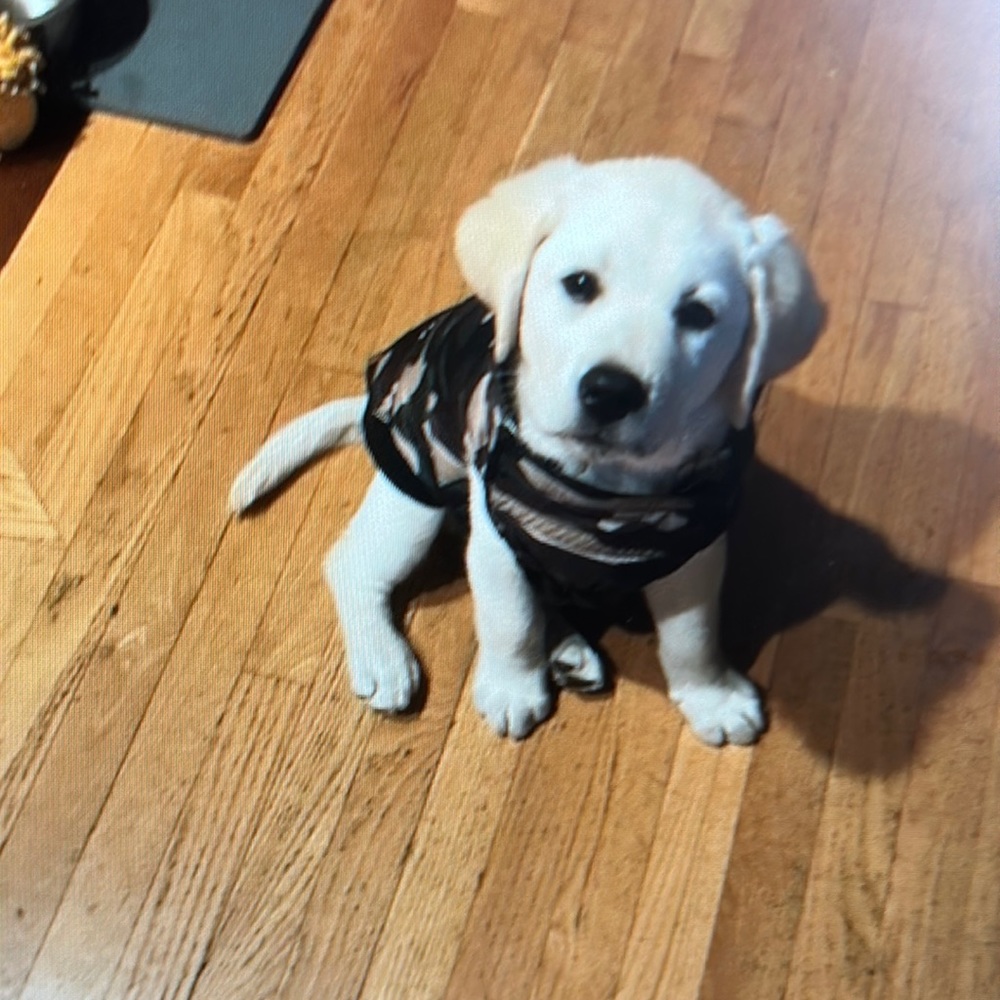 Dog Reversible Rain Coat